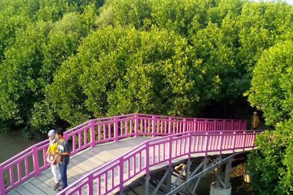 Paket Jelajah Mangrove Patuguran