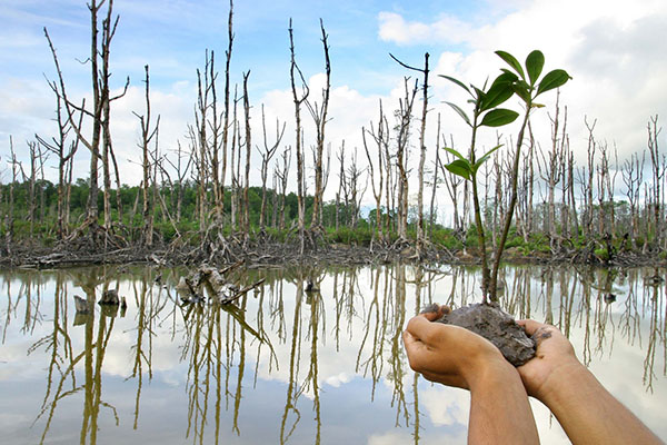 Penanaman Pohon Mangrove Patuguran