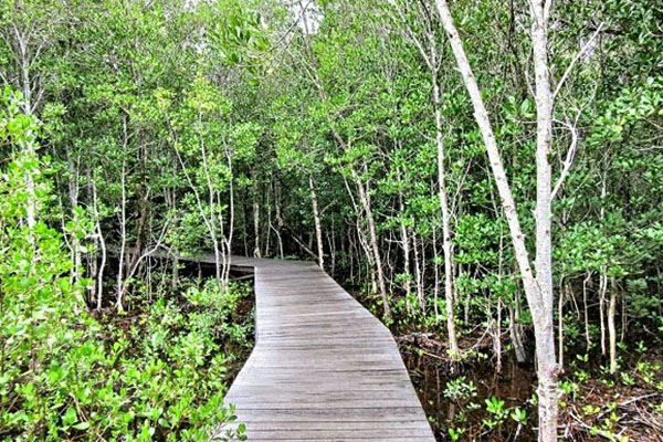 Tracking Mangrove Patuguran